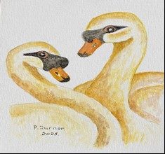 Pair of Swans.