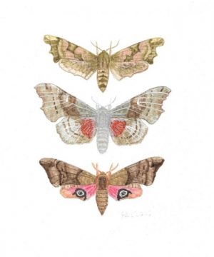Hawk Moth Illustration